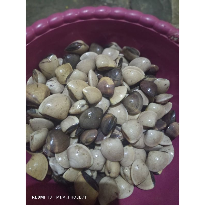 

remis segar 250gram