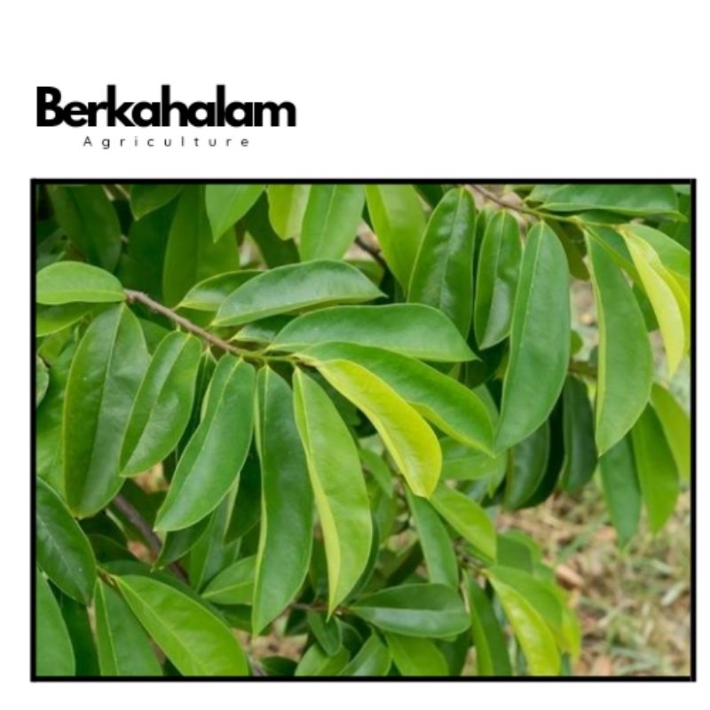 

daun sirsak 300gram