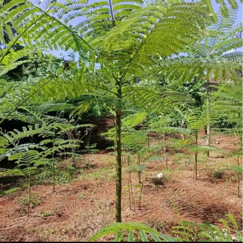 Pohon pakis Brazil Tinggi 2 Meter / Tanaman Solobium pakis Brazil