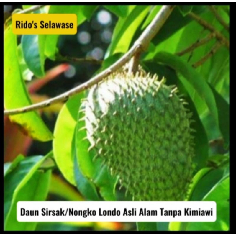 

DAUN SIRSAK FRESH & ORGANIK PER LEMBAR DAUN