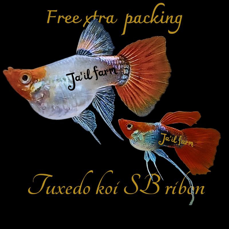 

FREE XTRA PACKING - TEXUDO K0I SHORT B0DY RIBON & NORMAL