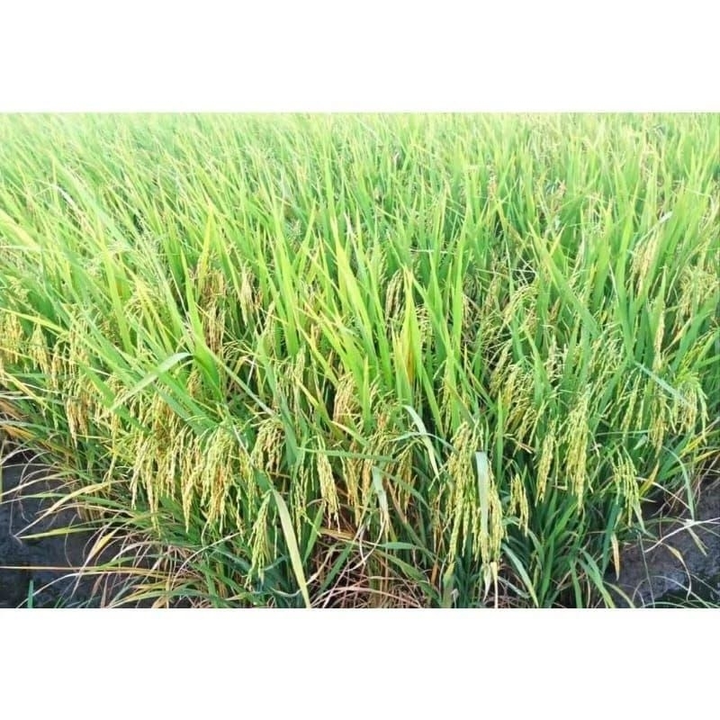 Benih padi MR 323 original 5kg