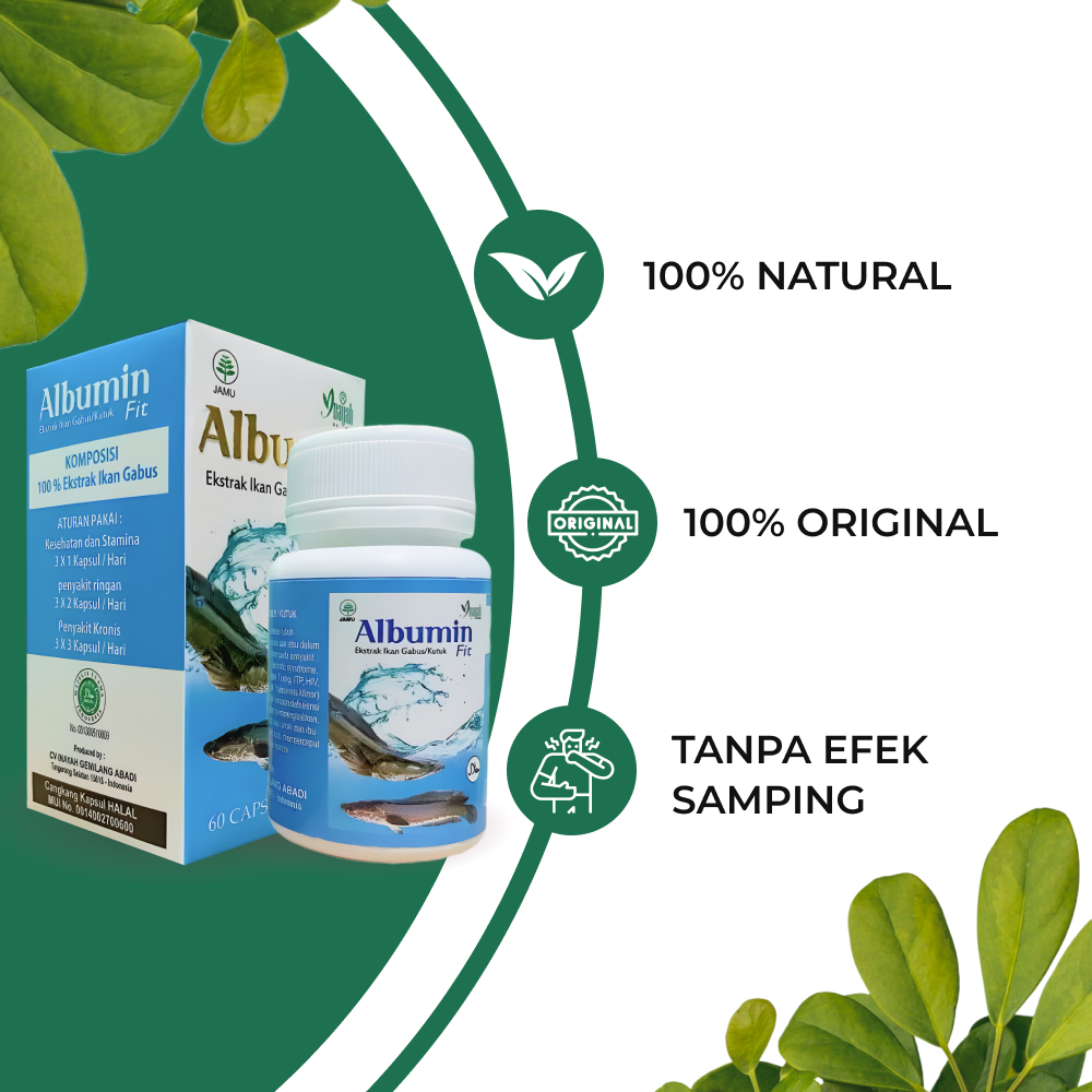 albumin kapsul ikan gabus ekstrak ikan gabus Original obat luka pasca operasi