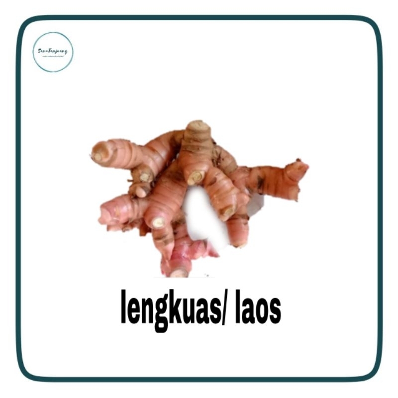 

Lengkuas Fresh/ Laos Fresh Berat 1 kg dan 500 gr