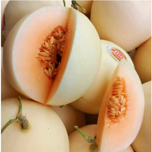 

MELON DAISY- ANEKA MELON - SUKABUAH