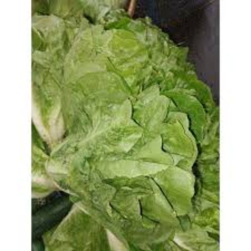 

sawi romen / sawi romaine 500 GRAM