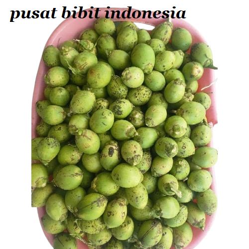 

BUAH PINANG MUDA Jambe wangi 1 KG batara