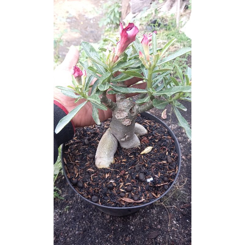 Adenium grafting bunga tumpuk size C+