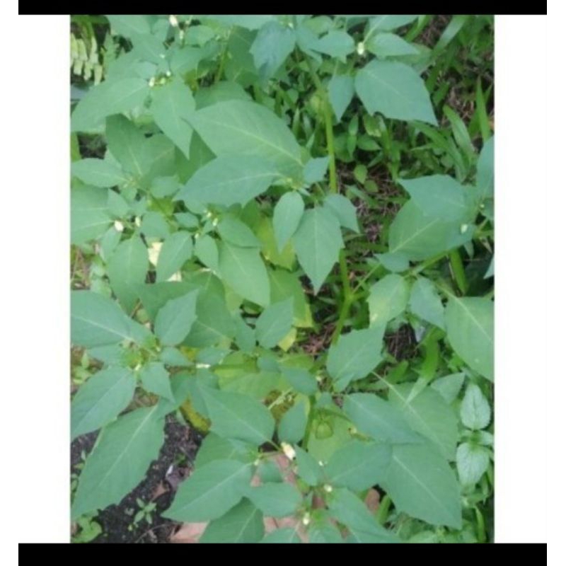 

Ready Daun Cimplukan Segar/Cecenet/pohon Cimplukan segar fresh 500gram