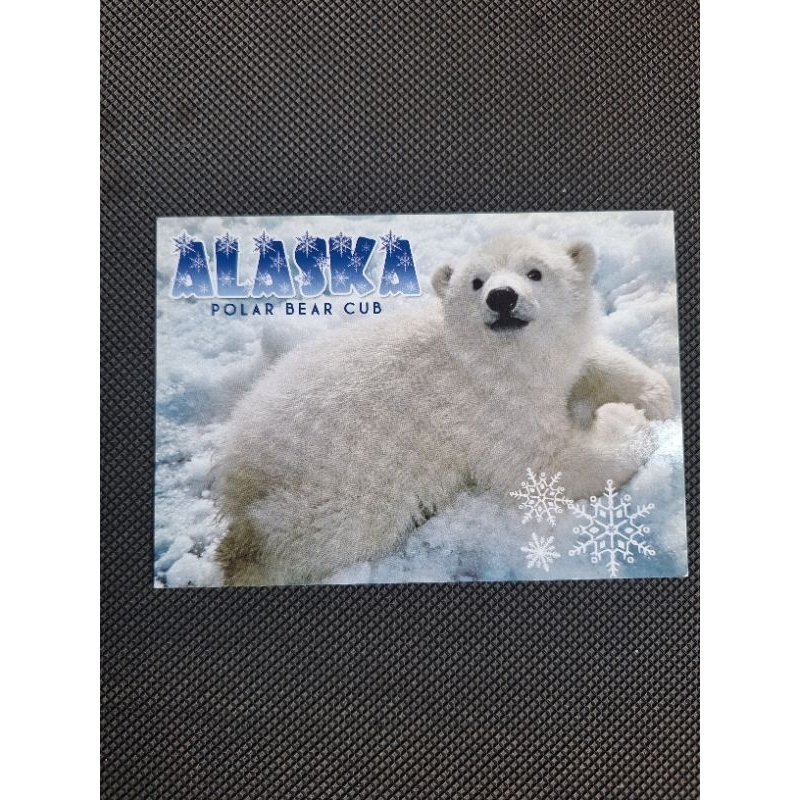 

kartu pos beruang alaska bear postcard