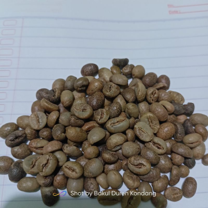 

biji kopi robusta sambung(besar)