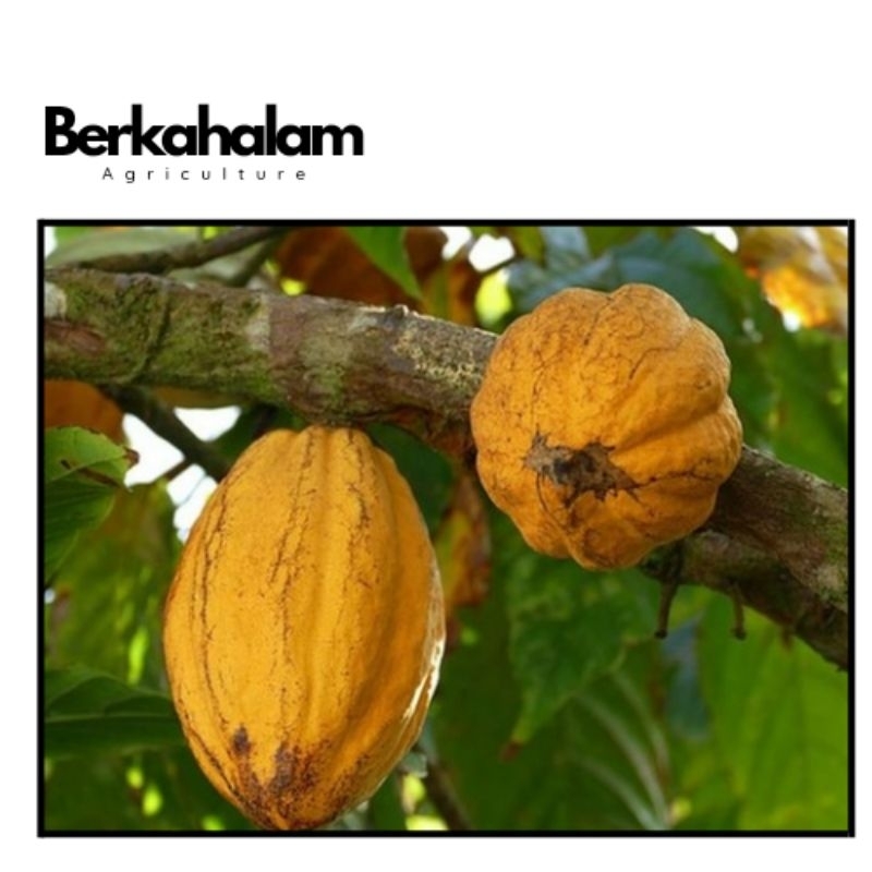 

buah kakao