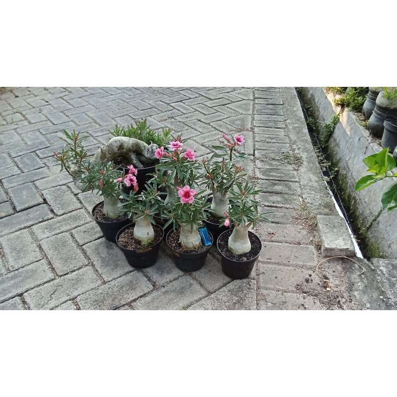 adenium bunga tumpuk dan single