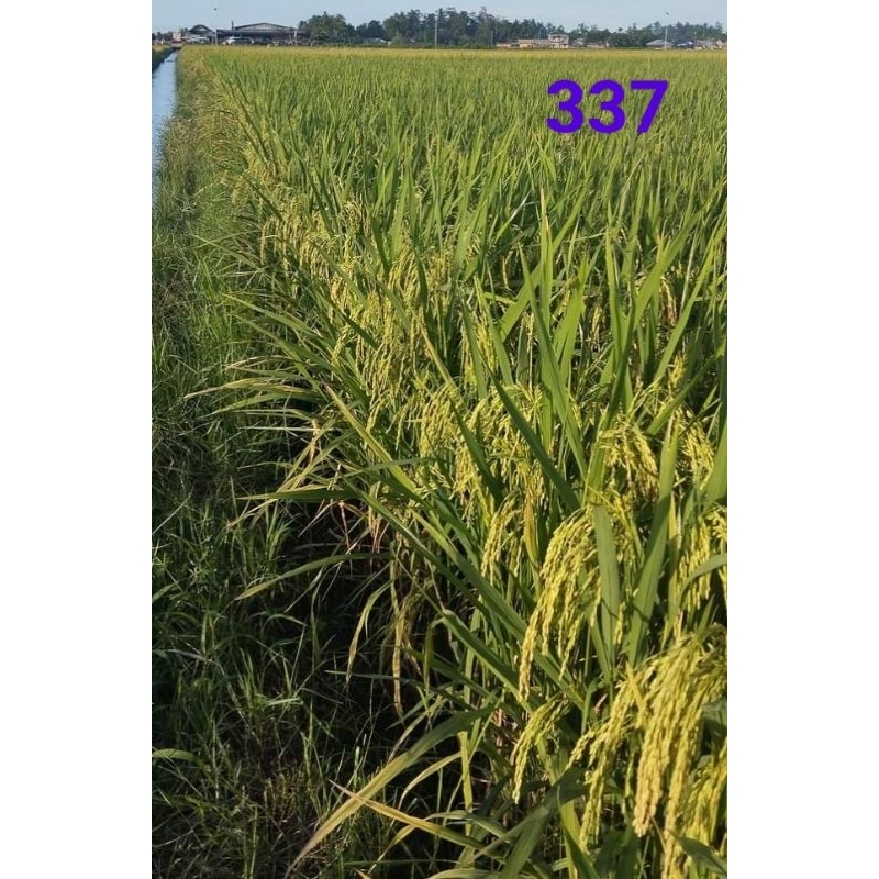 bBENIH PADI BIBIT PADI MR-337 TERBARU 5 KG ORIGINAL