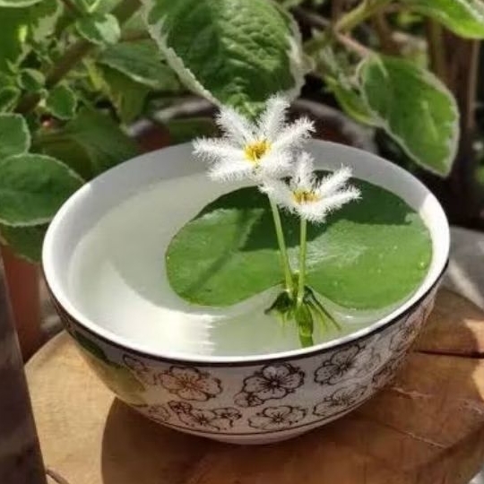 bibit tanaman apung teratai kapas / teratai salju