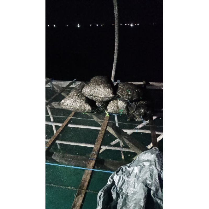 

ikan teri atau ikan bilis kering hasil bagan baru