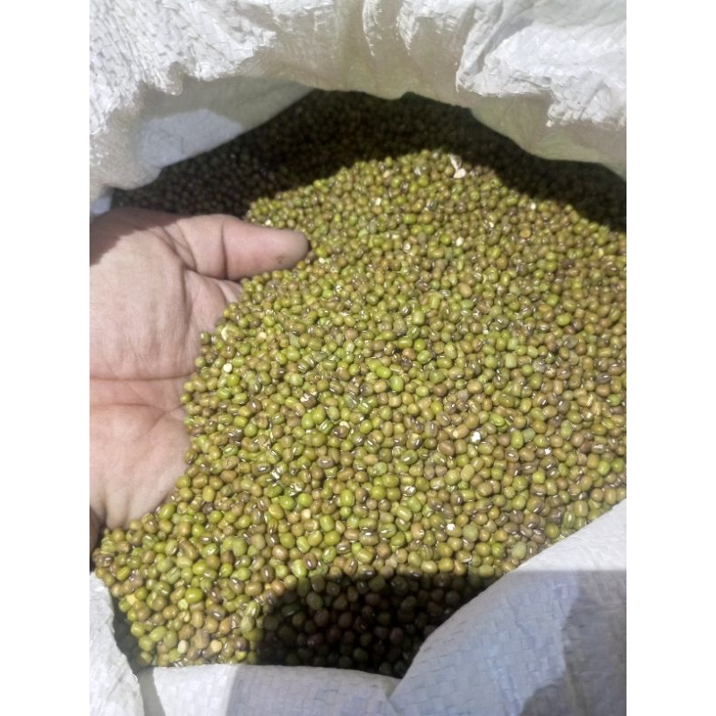 

Kacang Hijau Untuk Pakan Ternak