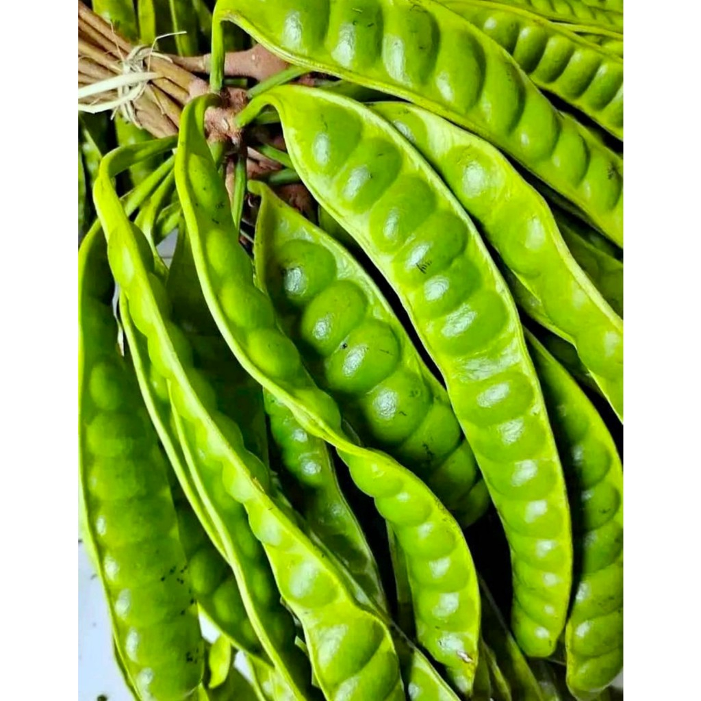 

PETE TUA PER 5 papan/lonjor (BIJI GEDE)