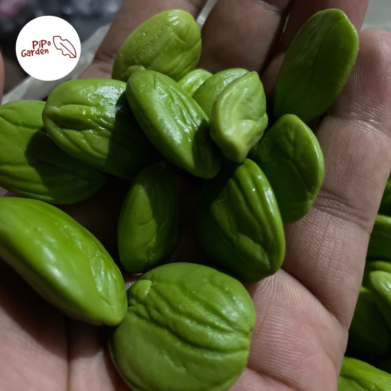 

PETE | PETAI KUPAS TUA 500 GRAM