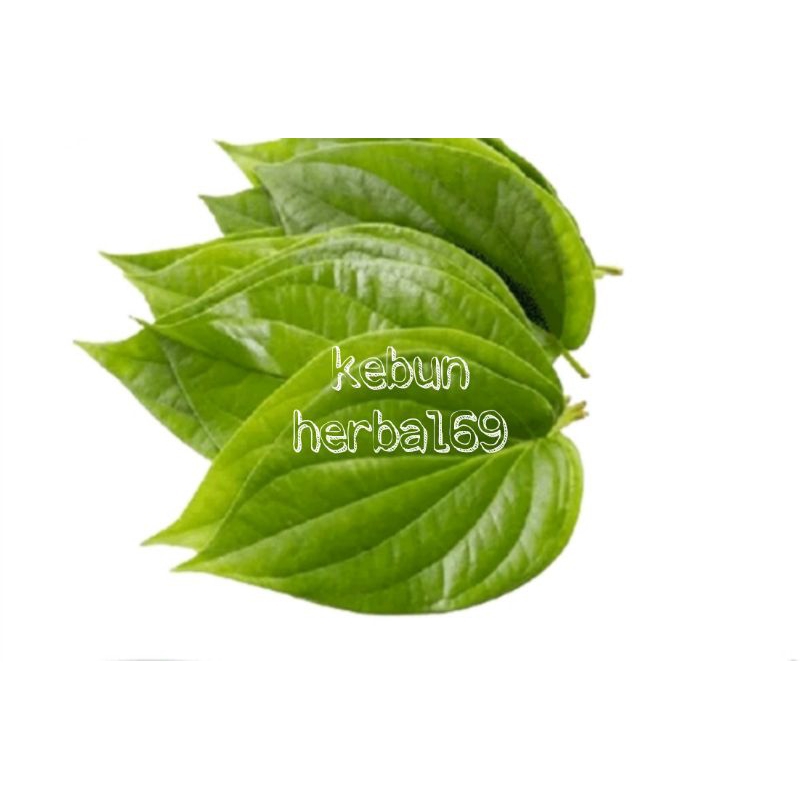 

100 lembar daun sirih segar