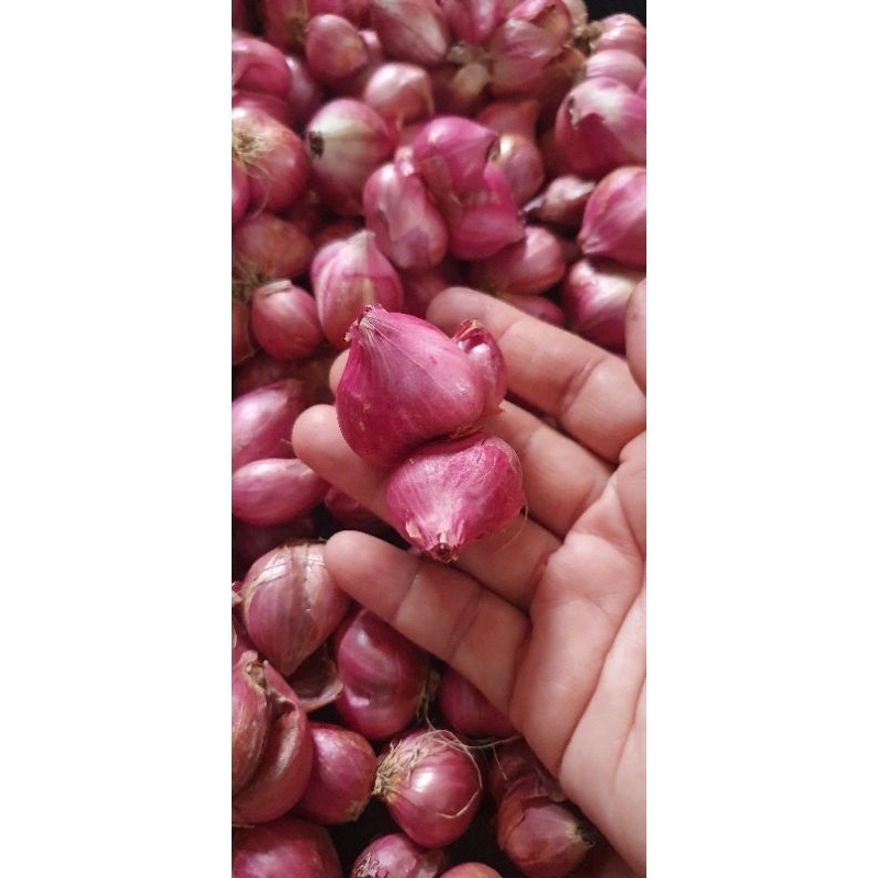 

bawang merah super