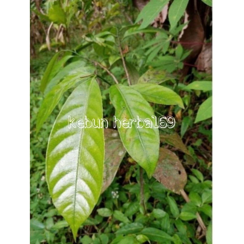 

100gr daun pala segar fres