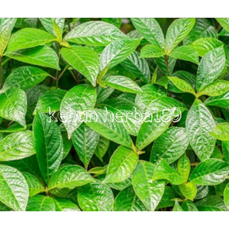 

500gr daun pecah beling segar fres