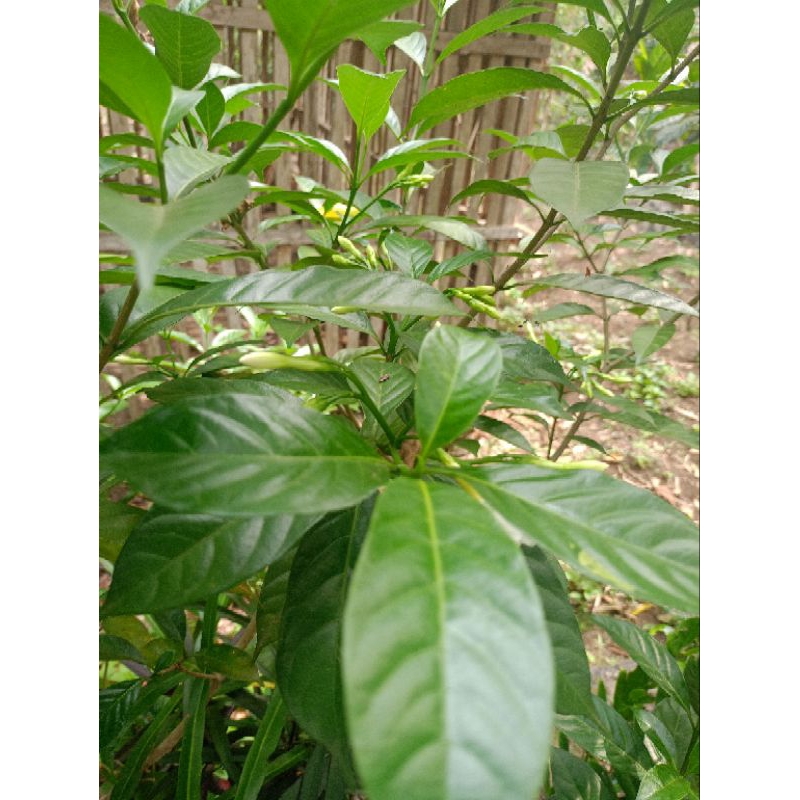 

DAUN KACA PIRING daun segar 50 lembar 12 ribu