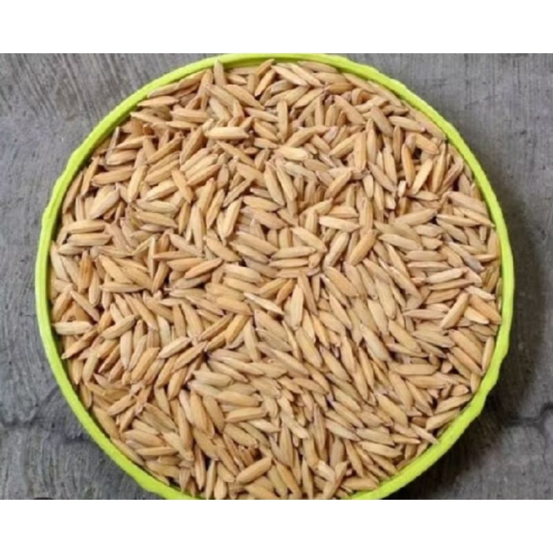 BENIH BIBIT PADI CIHERANG JUMBO SUPER UNGGUL KEMASAN 1KG (COD)