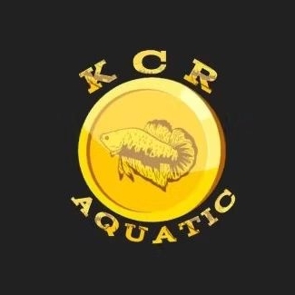 CUPANG LIVE TT (DOUBLE TAIL) +PACKING