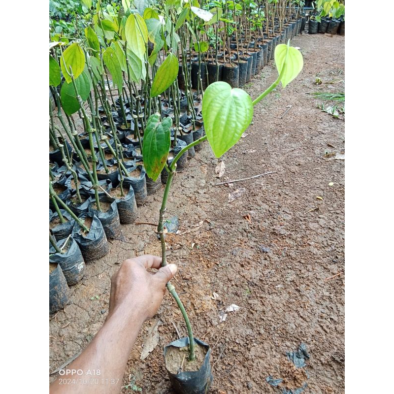 bibit melada sambung mrica