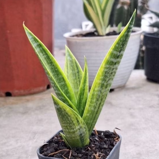 Cordova Varigata Sansevieria Sansivera Sansiveria Lidahmertua