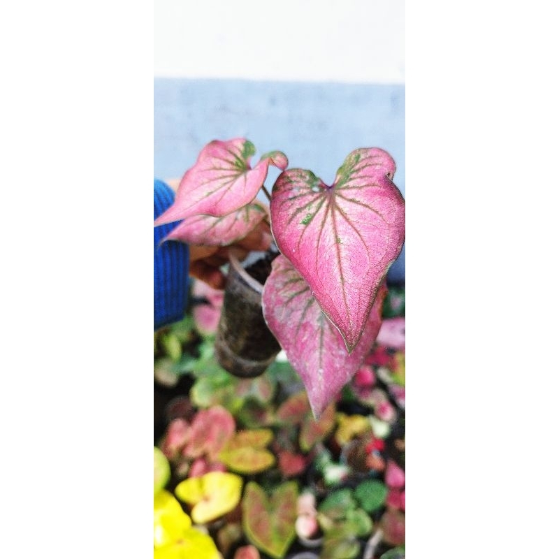 caladium infinity