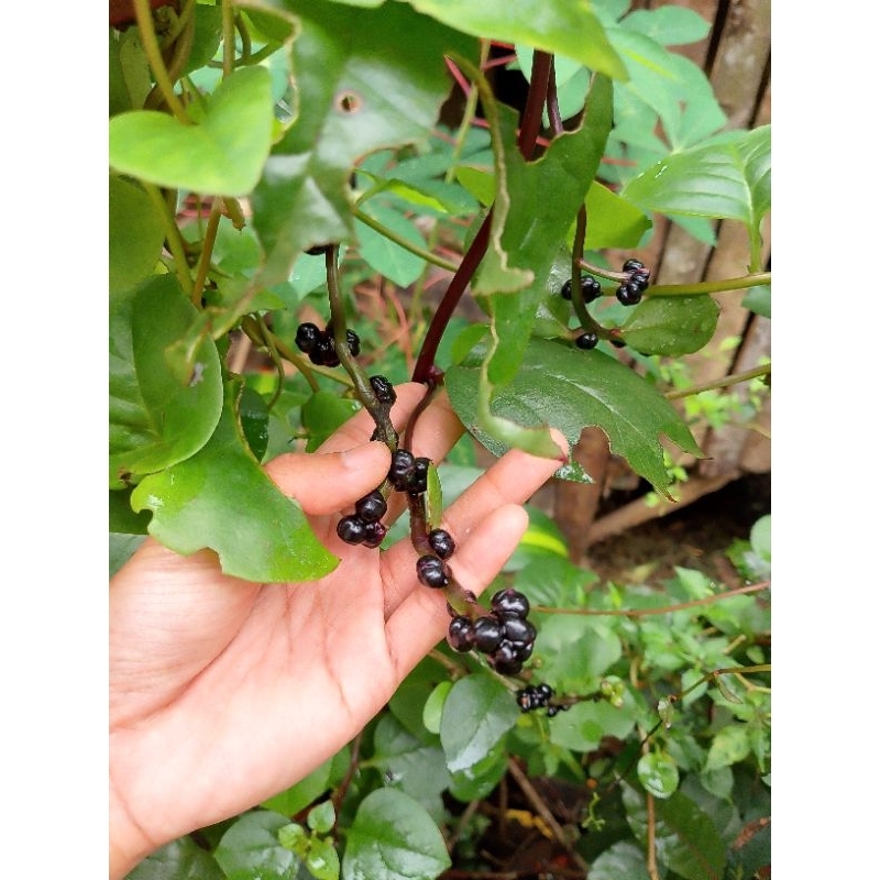 

buah binahong merah