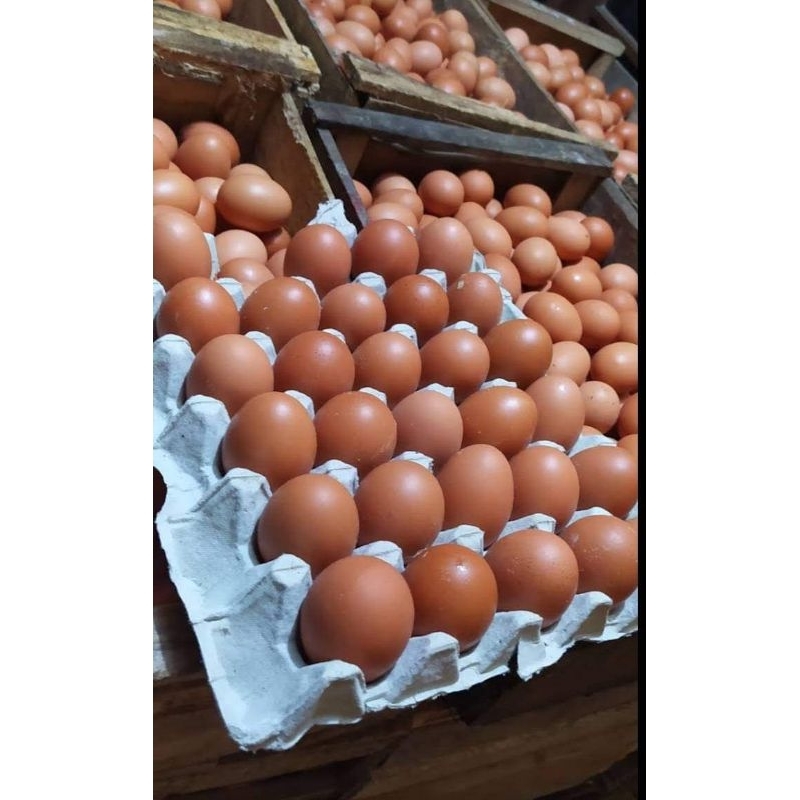 

Telur Horn/ Ayam negeri