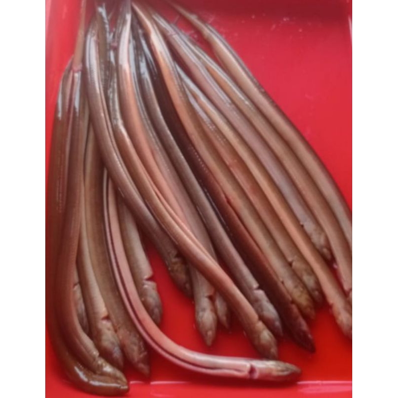 

Belut Sawah Segar, Kaya Protein dan Lezat