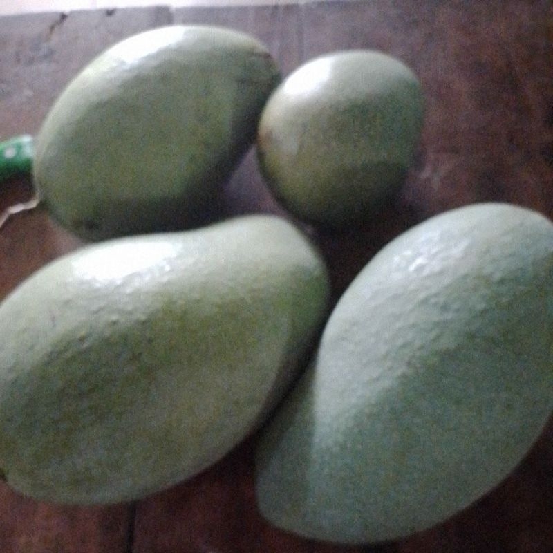 

mangga gadung