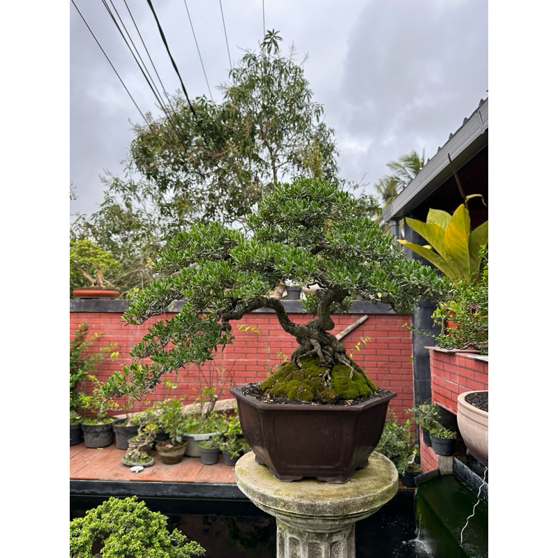 bonsai santigi siap kontes
