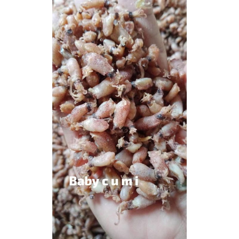 

Baby cumi asin UK. 0,..- 1 cm