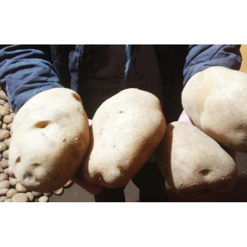 

kentang kuning Dieng segar jumbo