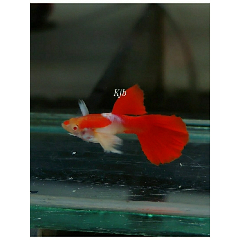 Stiker akuarium Guppy albino red tuxedo big ear