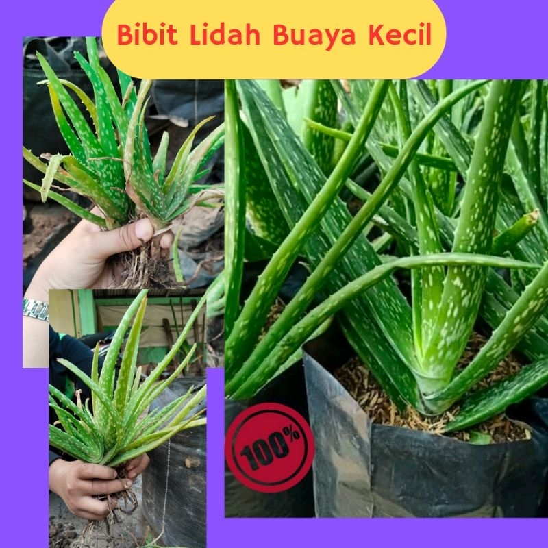 Lidah Buaya Kecil, Anakan Lidah Buaya, Lidah Buaya Mini