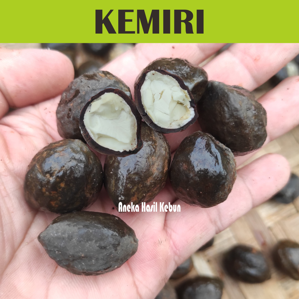 

Kemiri Muncang Utuh Segar dengan Cangkang Berkualitas Organik
