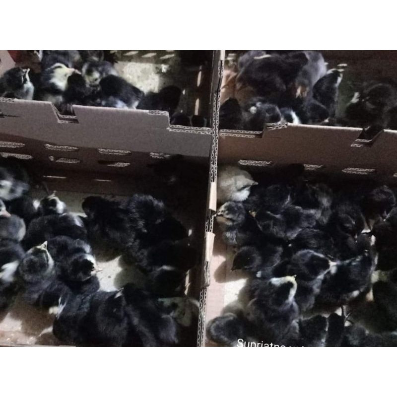 Doc black joper (anak ayam kampung khusus warna hitam)