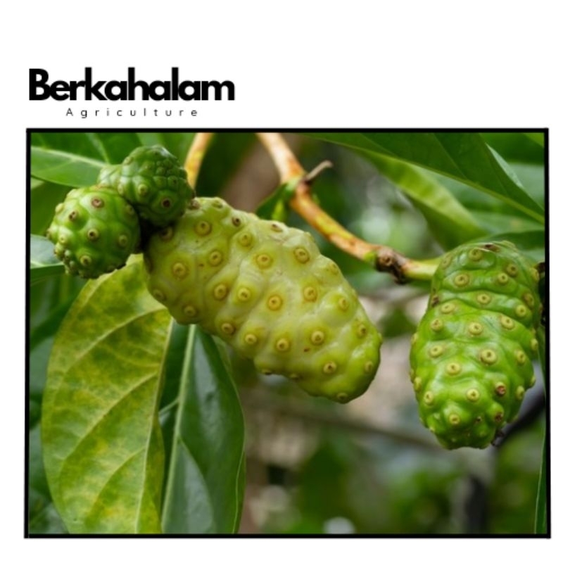 

buah mengkudu segar 1kg