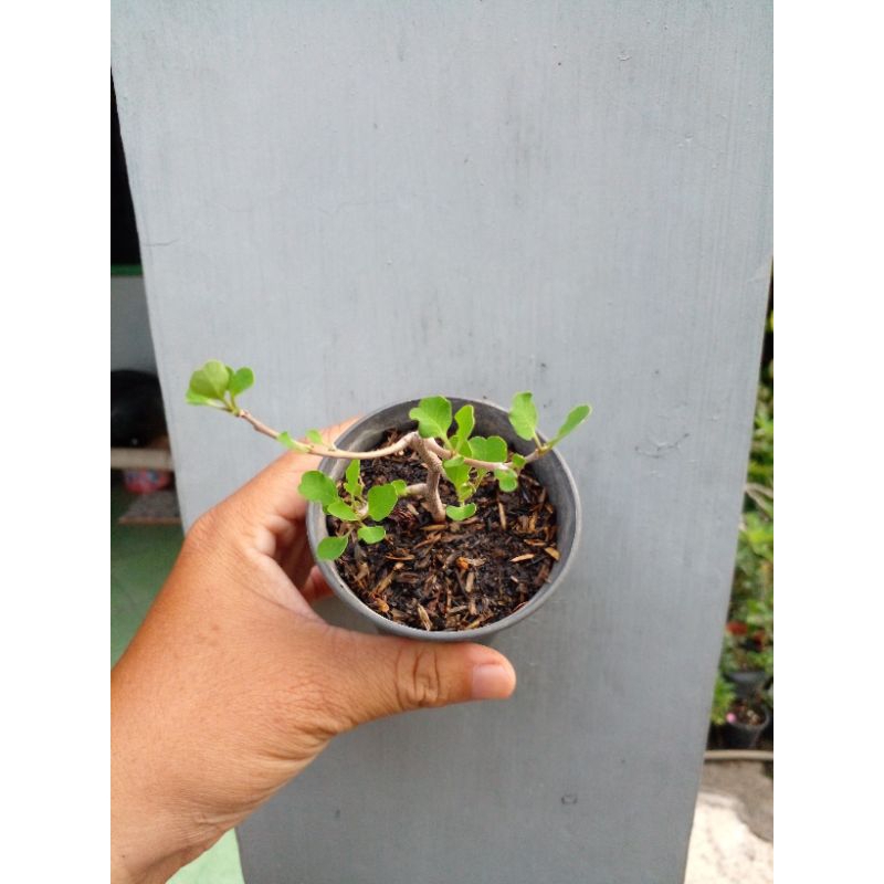 Euphorbia subpeltatophylla (madagaskar)