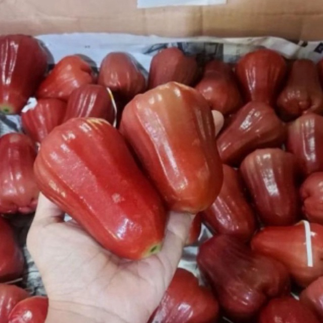 

Jambu Citra Grade A