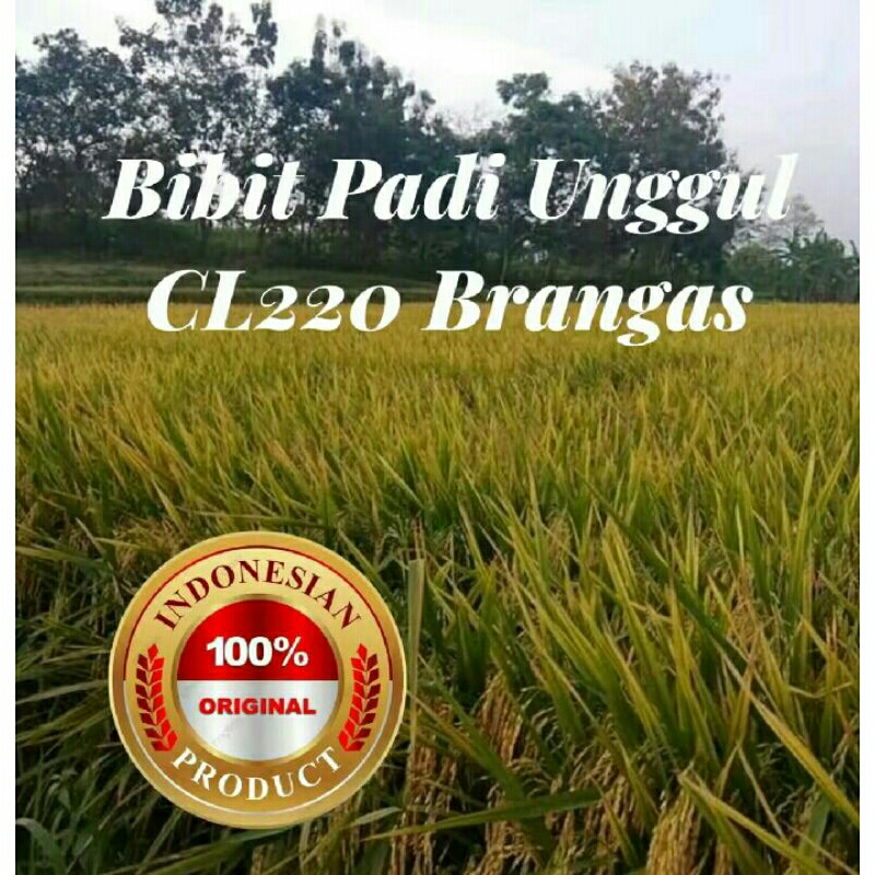 BIBIT PADI UNGGUL:CL220-BRANGAS PER 1Kg