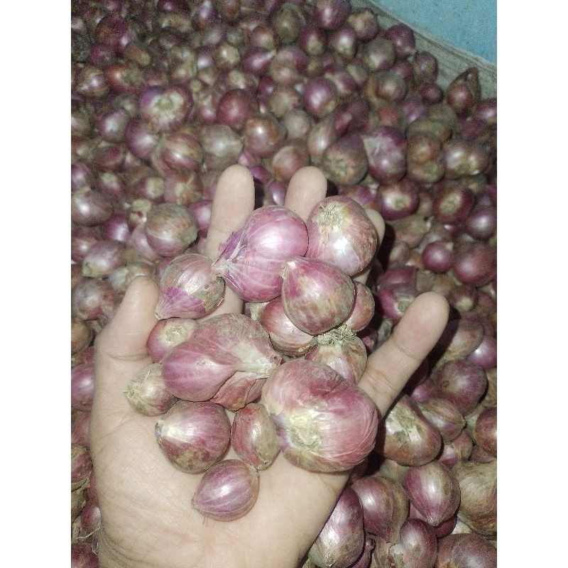 

bawang bima ukuran tanggung campur besar berat 1kg