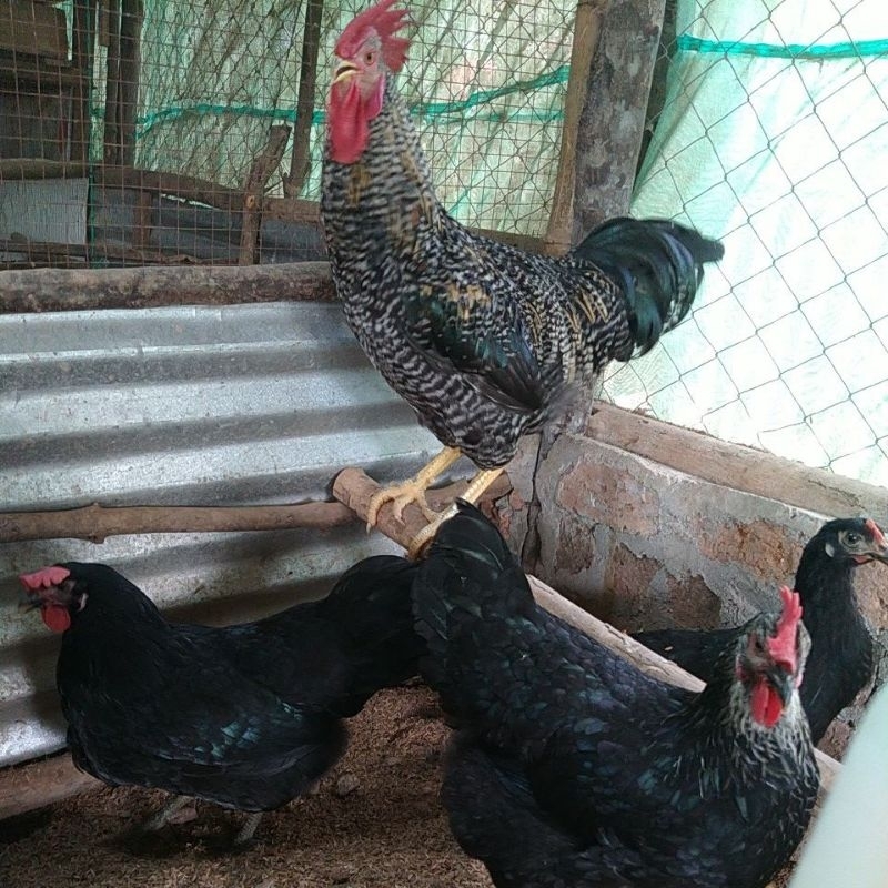 

telur fertil ayam bp3